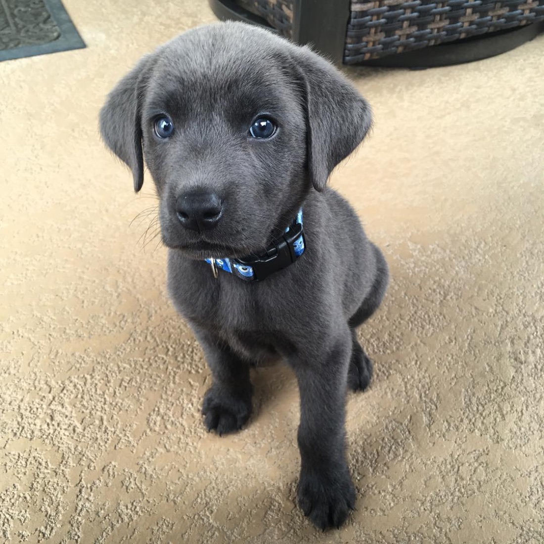 Labrador Retriever-Welpe Kylo
