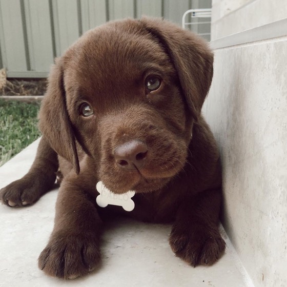 Labrador Retriever-Welpe Pablo