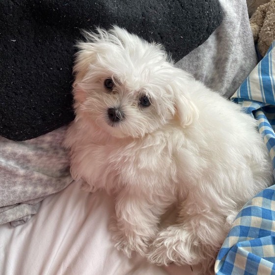 Malteser-Welpe Lola