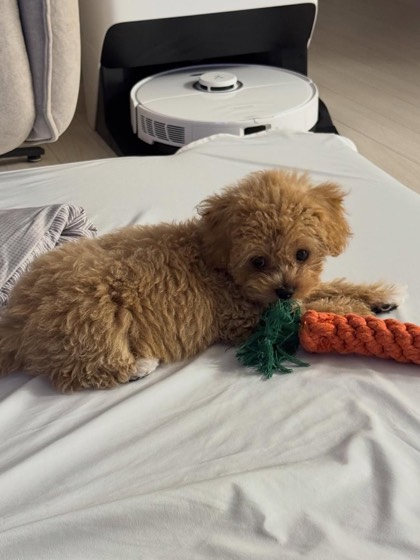 Maltipoo-Welpe Kancho
