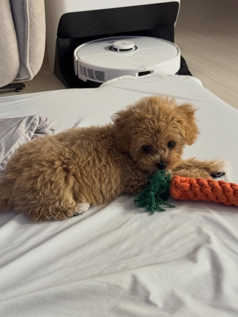Maltipoo-Welpe Kancho