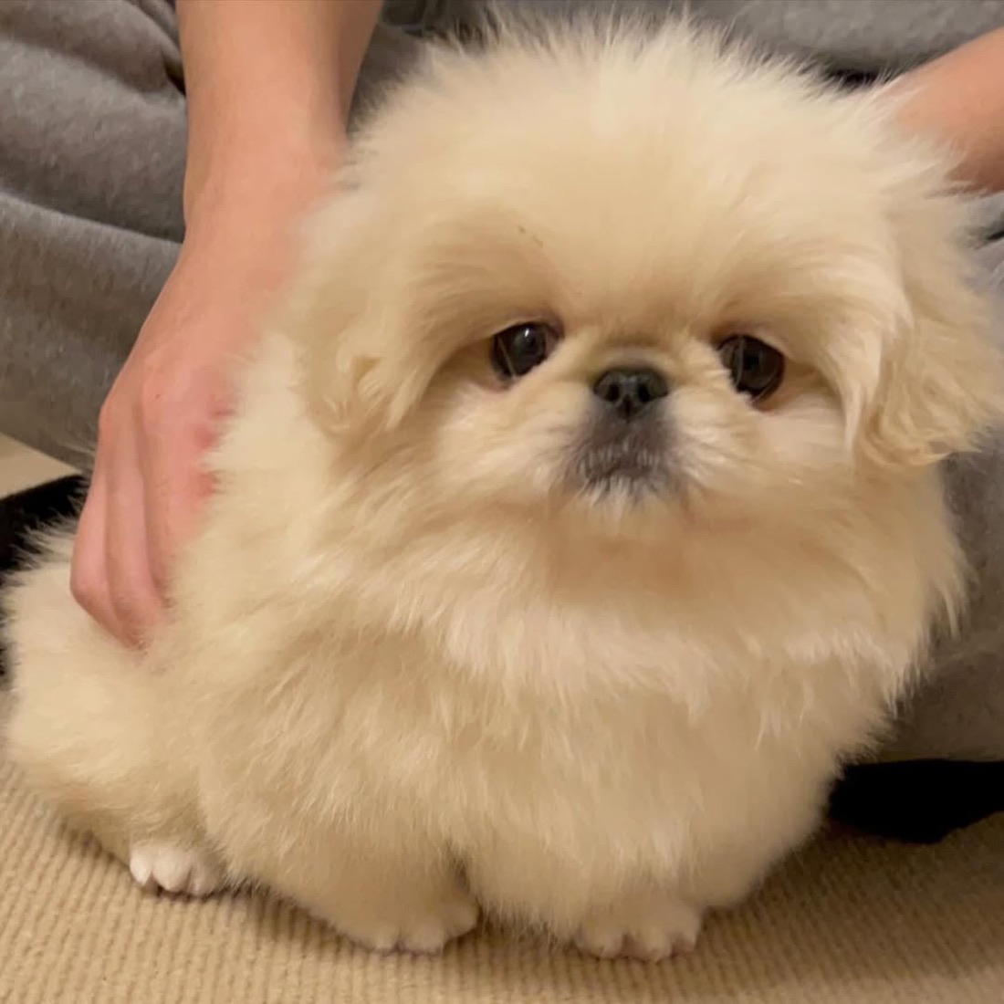 Pekinese-Welpe Gabu