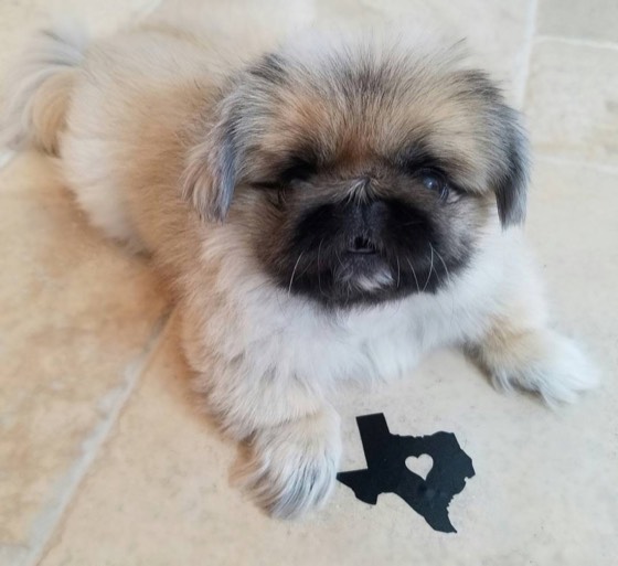Pekinese-Welpe Kalua