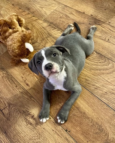 American Pit Bull Terrier-Welpe Dixie