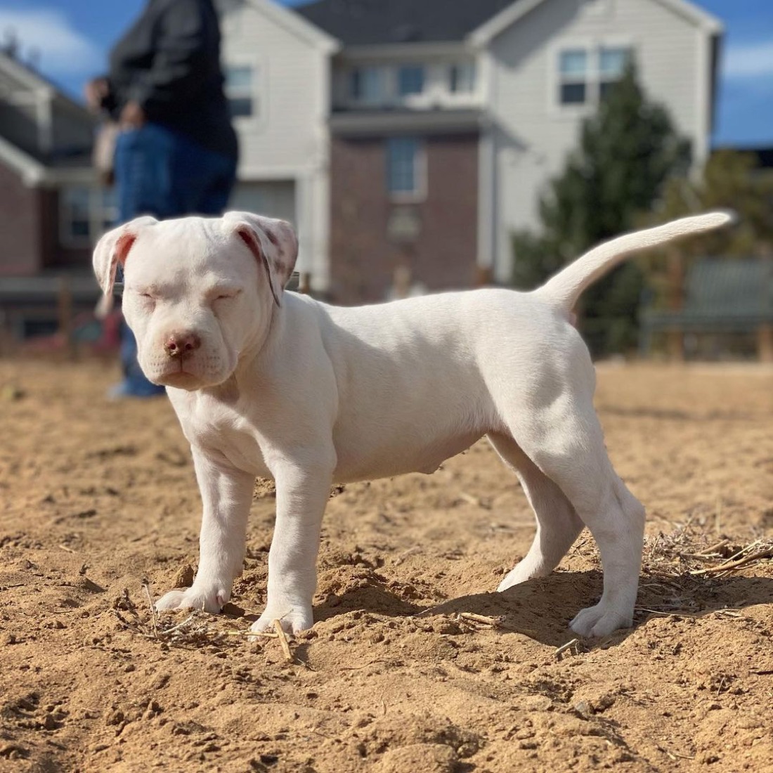 American Pit Bull Terrier-Welpe Kelly