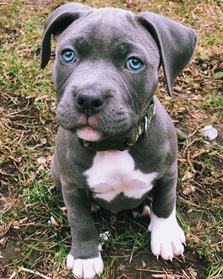 American Pit Bull Terrier-Welpe