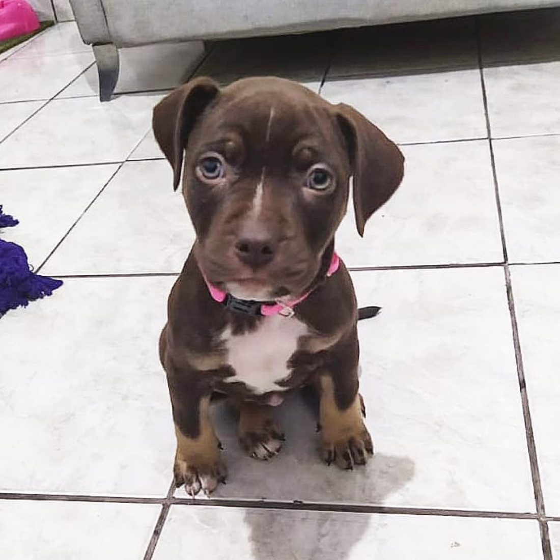 American Pit Bull Terrier-Welpe Olivia