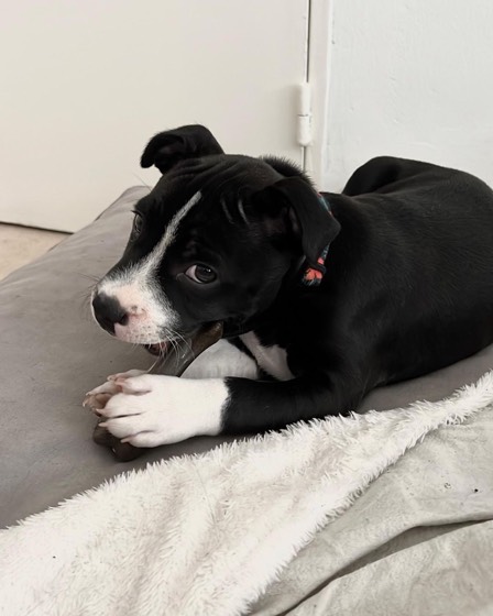 American Pit Bull Terrier-Welpe Preto