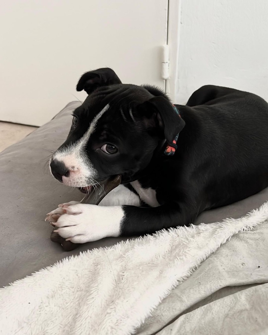 American Pit Bull Terrier-Welpe Preto