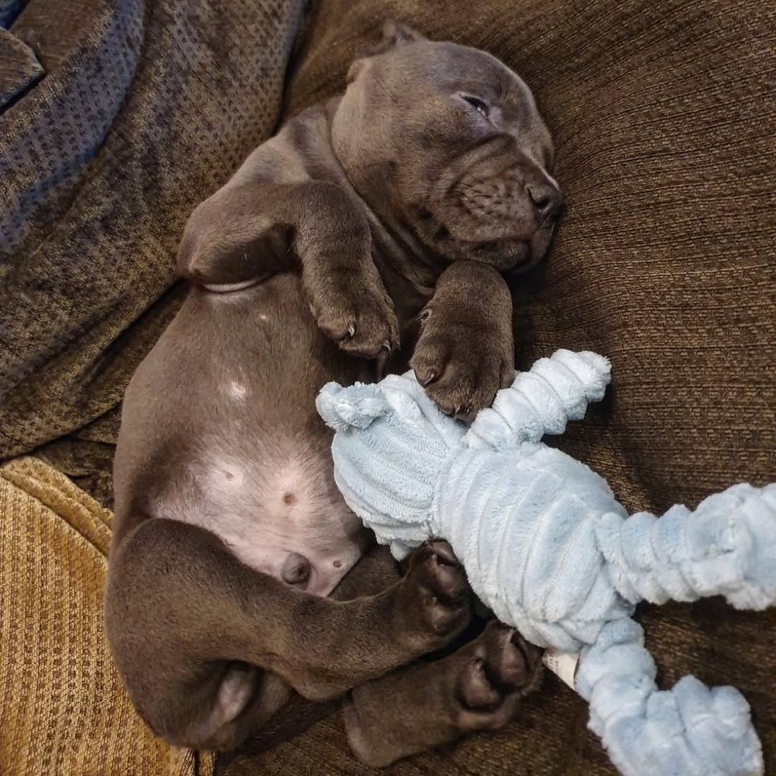 American Pit Bull Terrier-Welpe Rocco