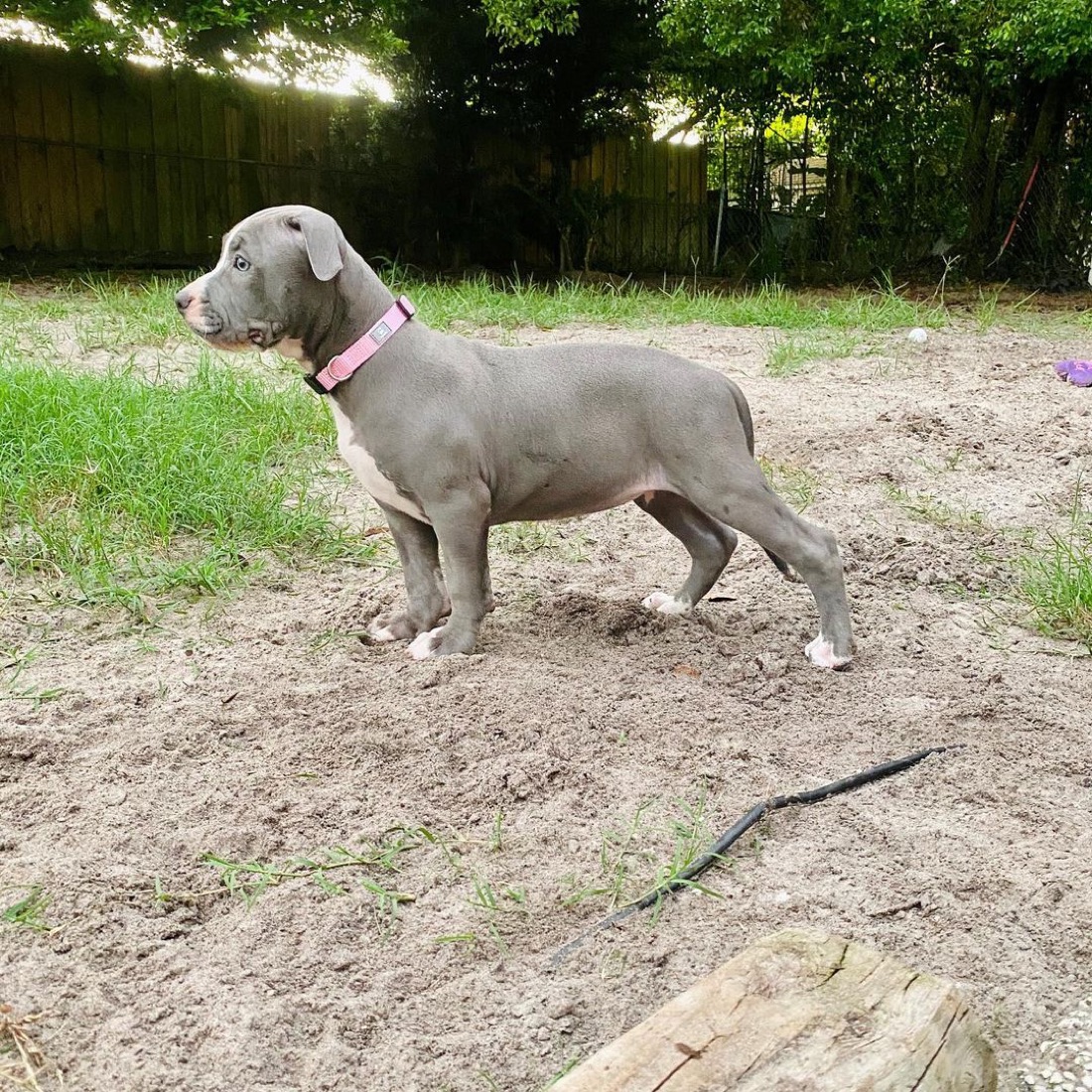 American Pit Bull Terrier-Welpe Valkyrie