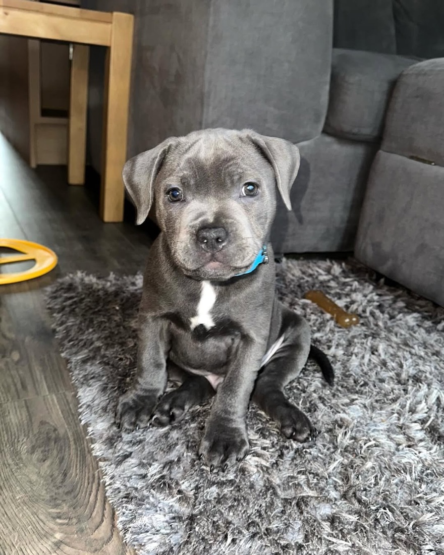 American Pit Bull Terrier-Welpe Zeus