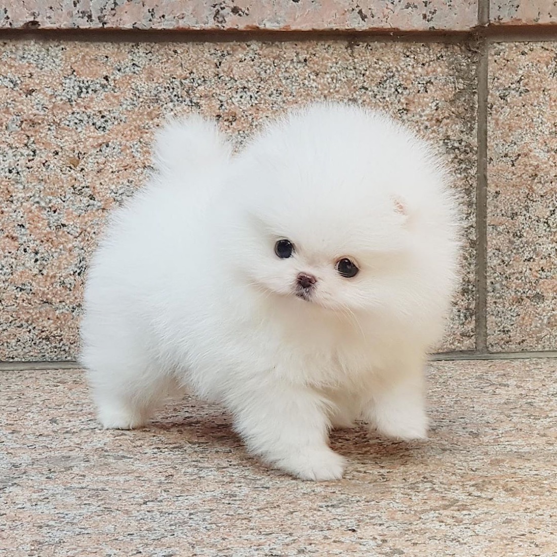 Zwergspitz (Pomeranian)-Welpe Bae