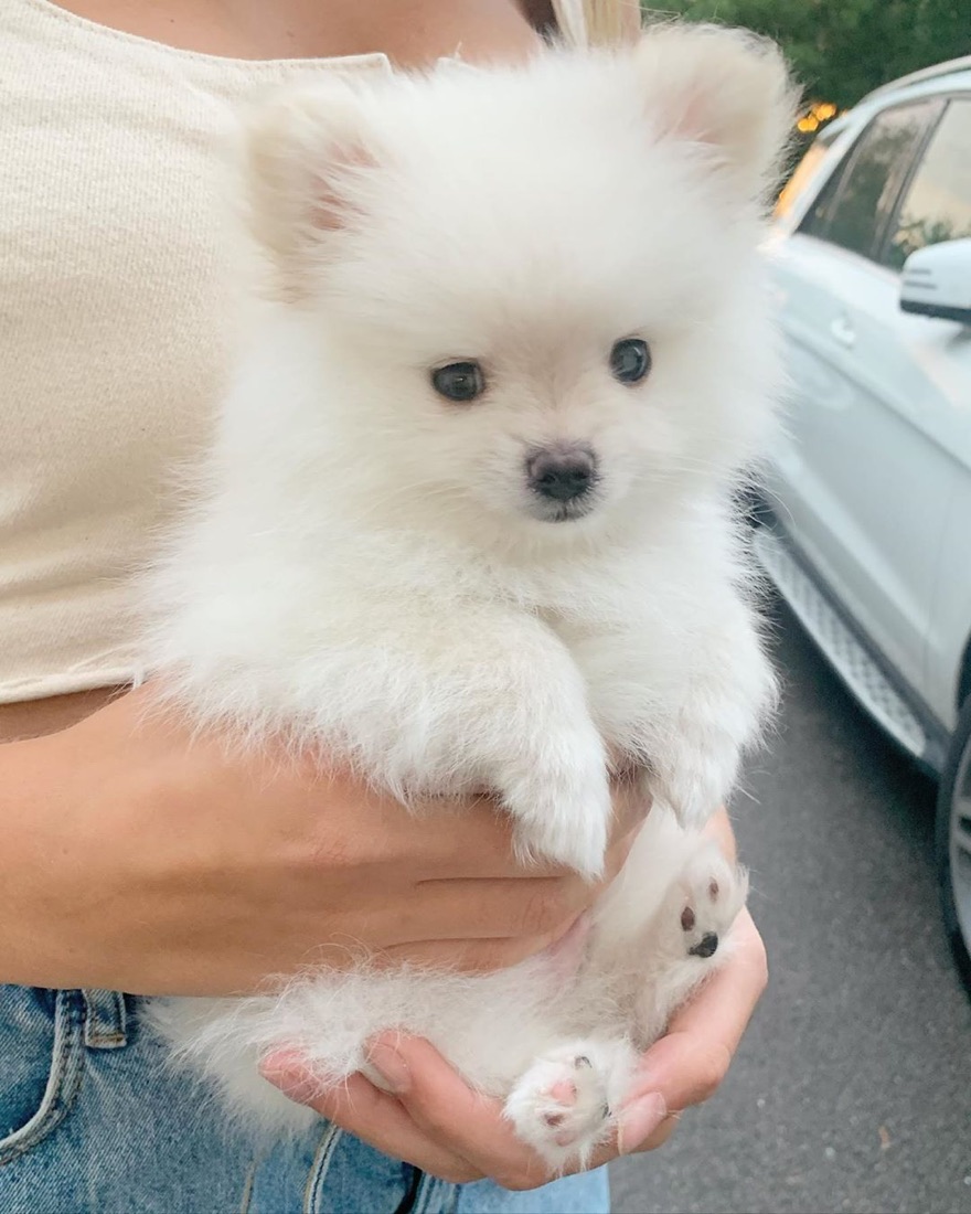 Zwergspitz (Pomeranian)-Welpe Max