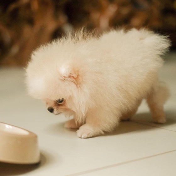 Zwergspitz (Pomeranian)-Welpe Milo