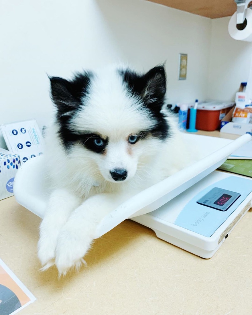 Pomsky-Welpe