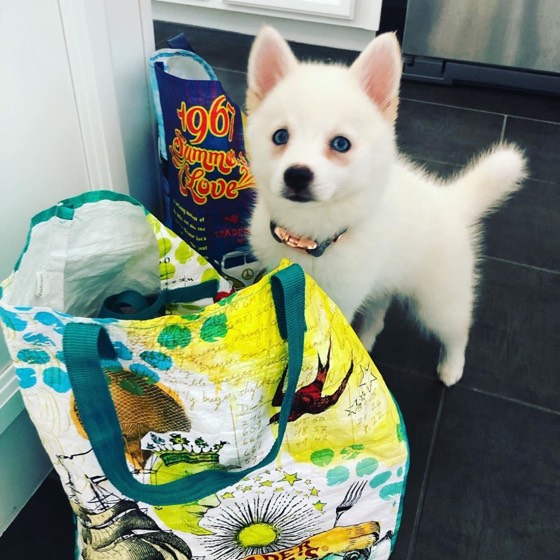 Pomsky-Welpe Lola