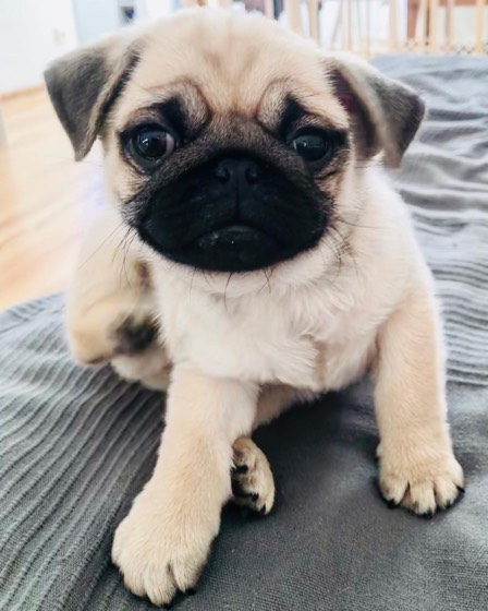 Mops-Welpe Ben