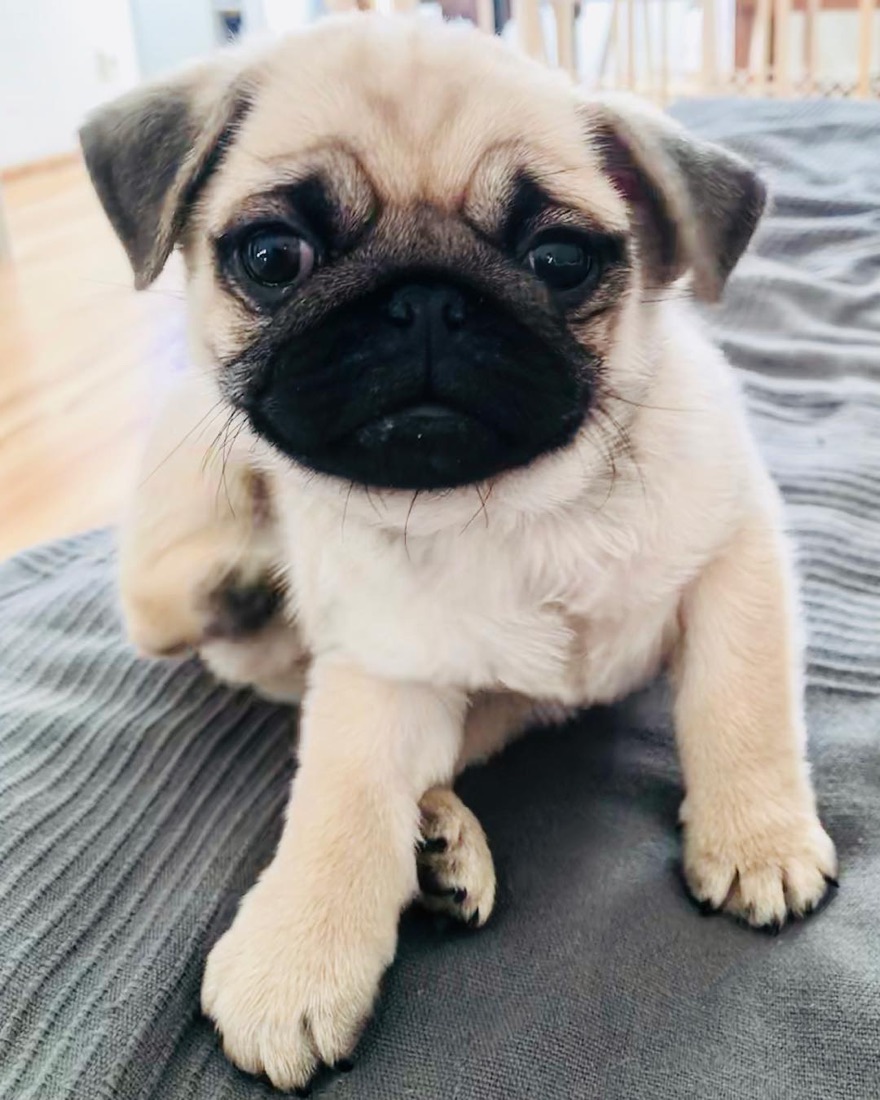 Mops-Welpe Ben