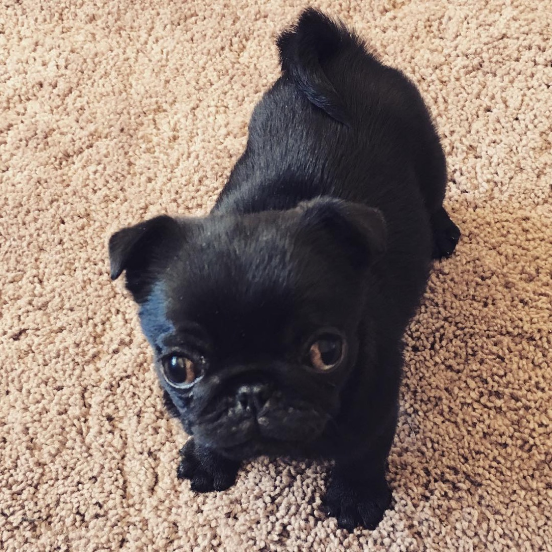 Mops-Welpe Kim