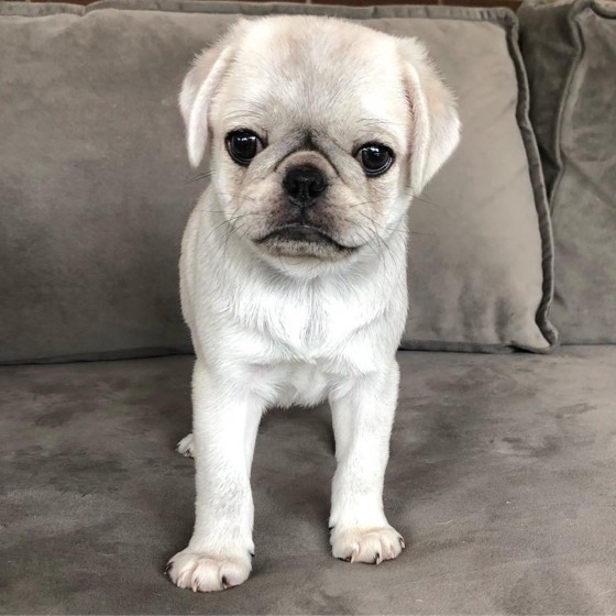 Mops-Welpe