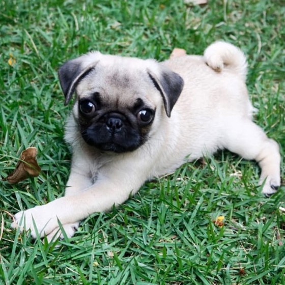Mops-Welpe Tim