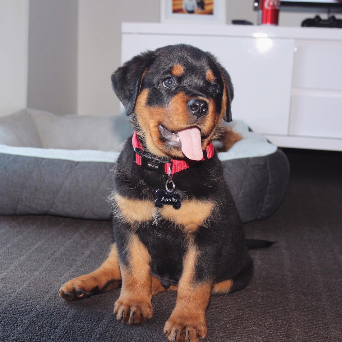 Rottweiler-Welpe
