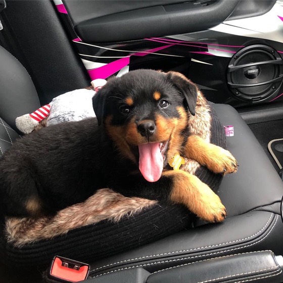 Rottweiler-Welpe Bronx