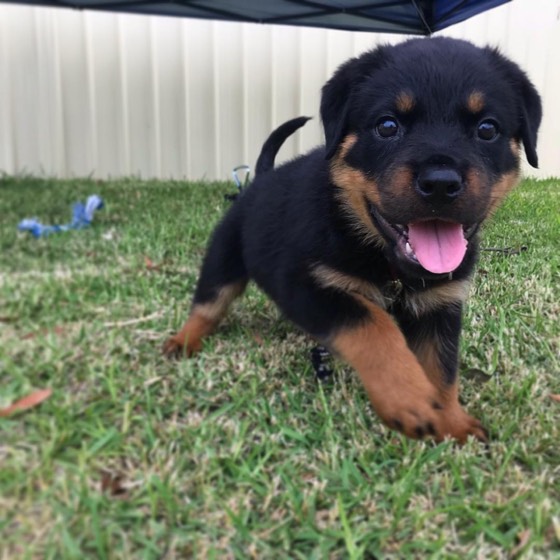 Rottweiler-Welpe Darceth