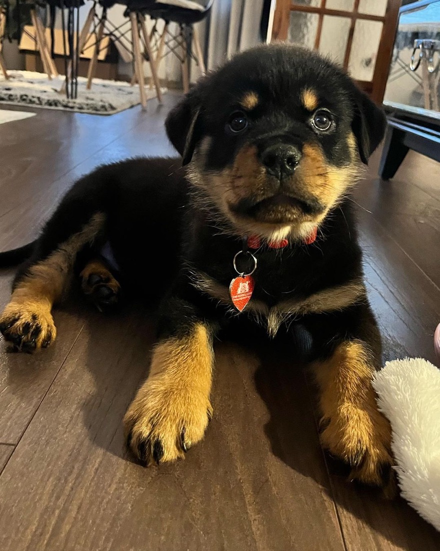 Rottweiler-Welpe Finn