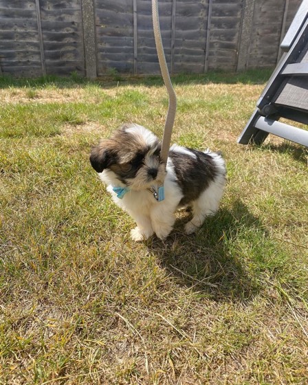 Shih Tzu-Welpe Alan