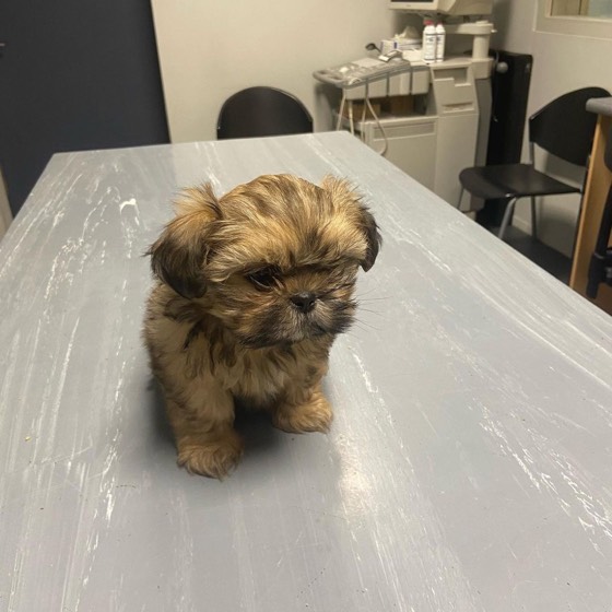 Shih Tzu-Welpe Aloha