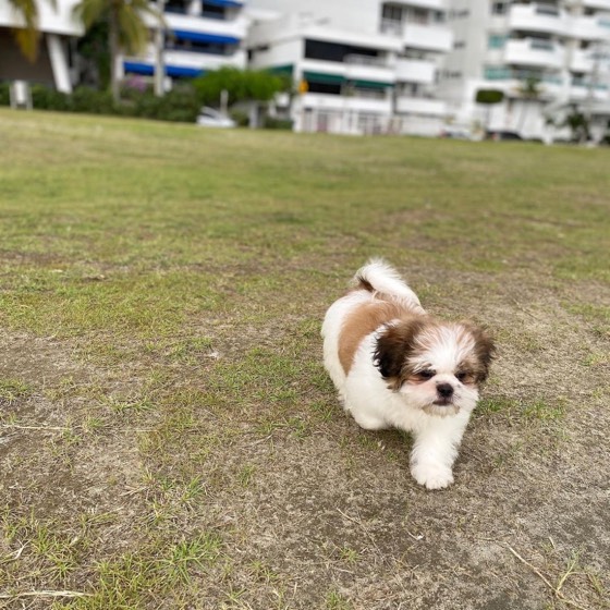 Shih Tzu-Welpe Bella