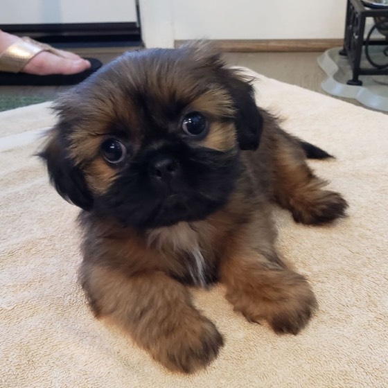 Shih Tzu-Welpe Chase