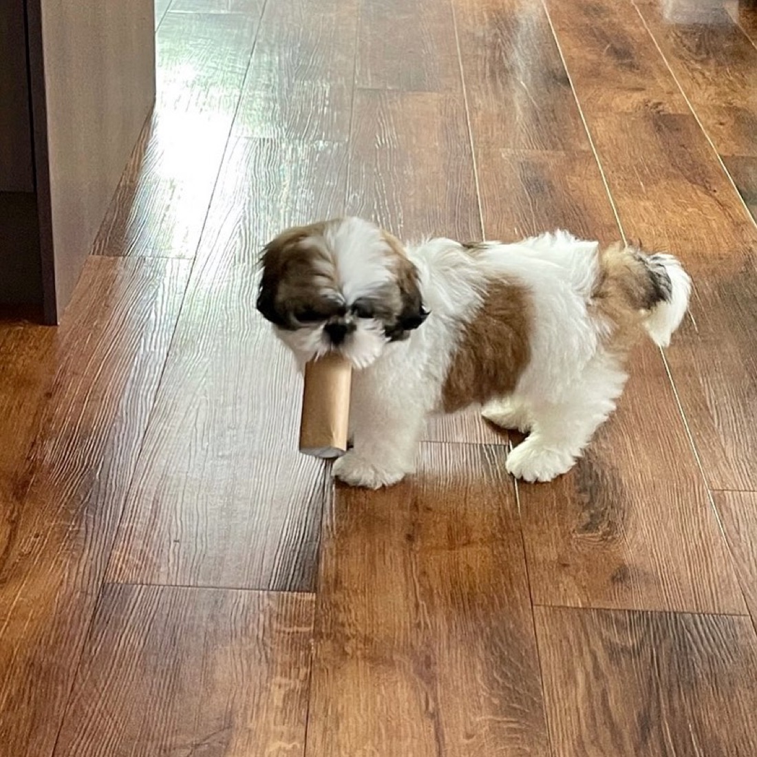 Shih Tzu-Welpe Duplex