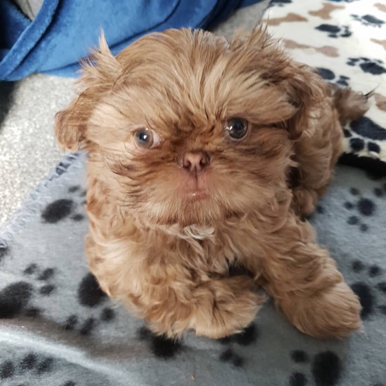 Shih Tzu-Welpe
