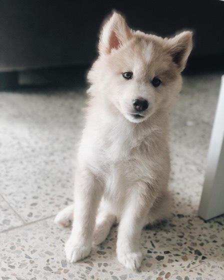 Siberian Husky-Welpe Loki