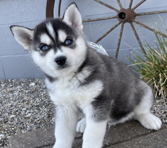 Siberian Husky-Welpe