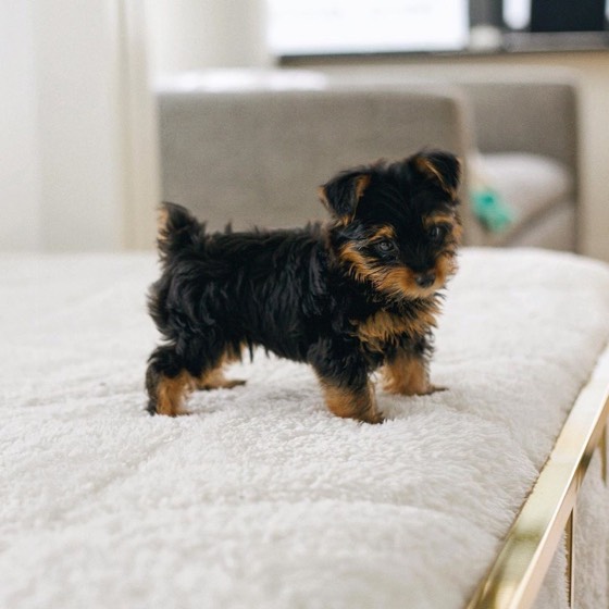 Yorkshire Terrier-Welpe Gabriel