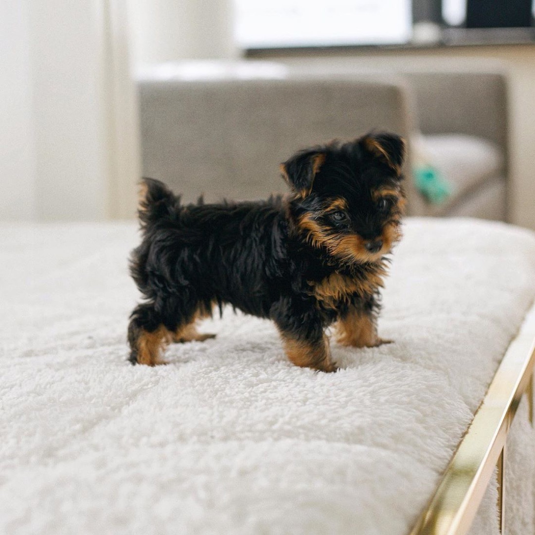 Yorkshire Terrier-Welpe Gabriel