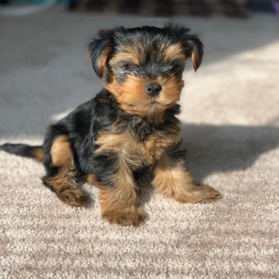 Yorkshire Terrier-Welpe Loki