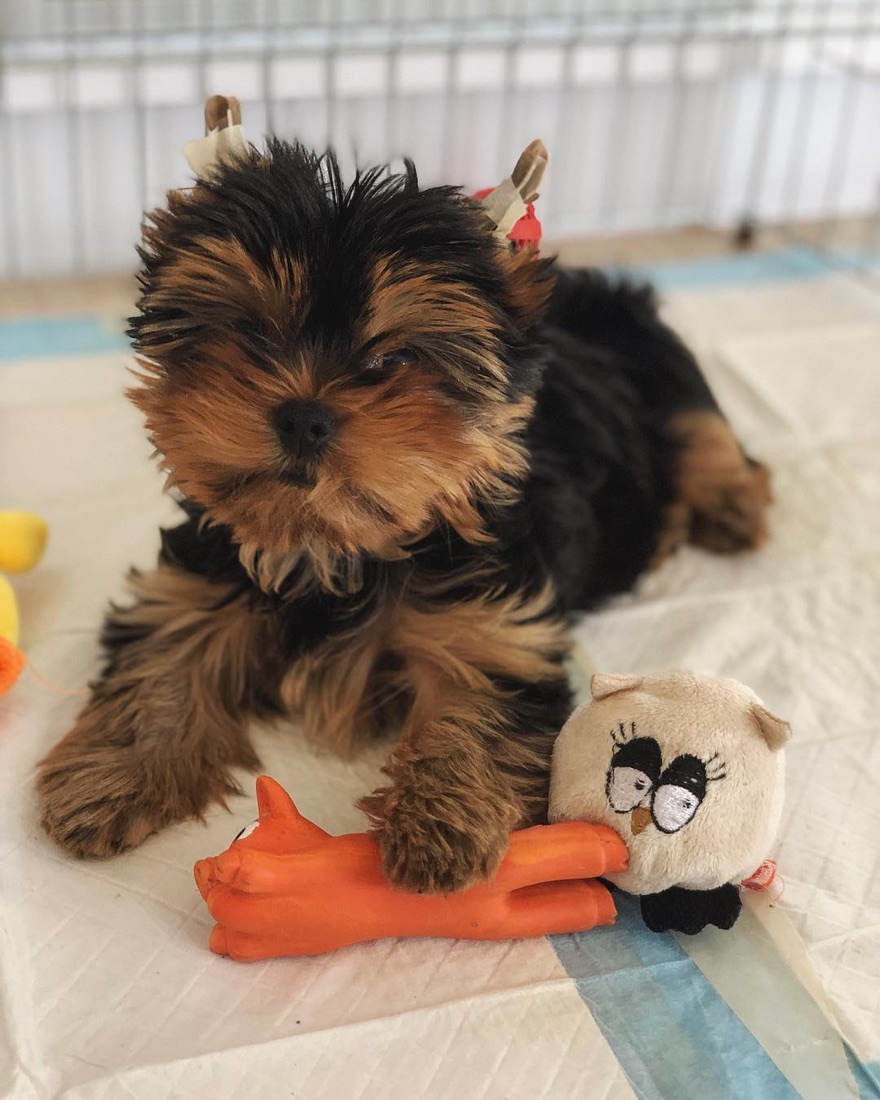 Yorkshire Terrier-Welpe Mickey