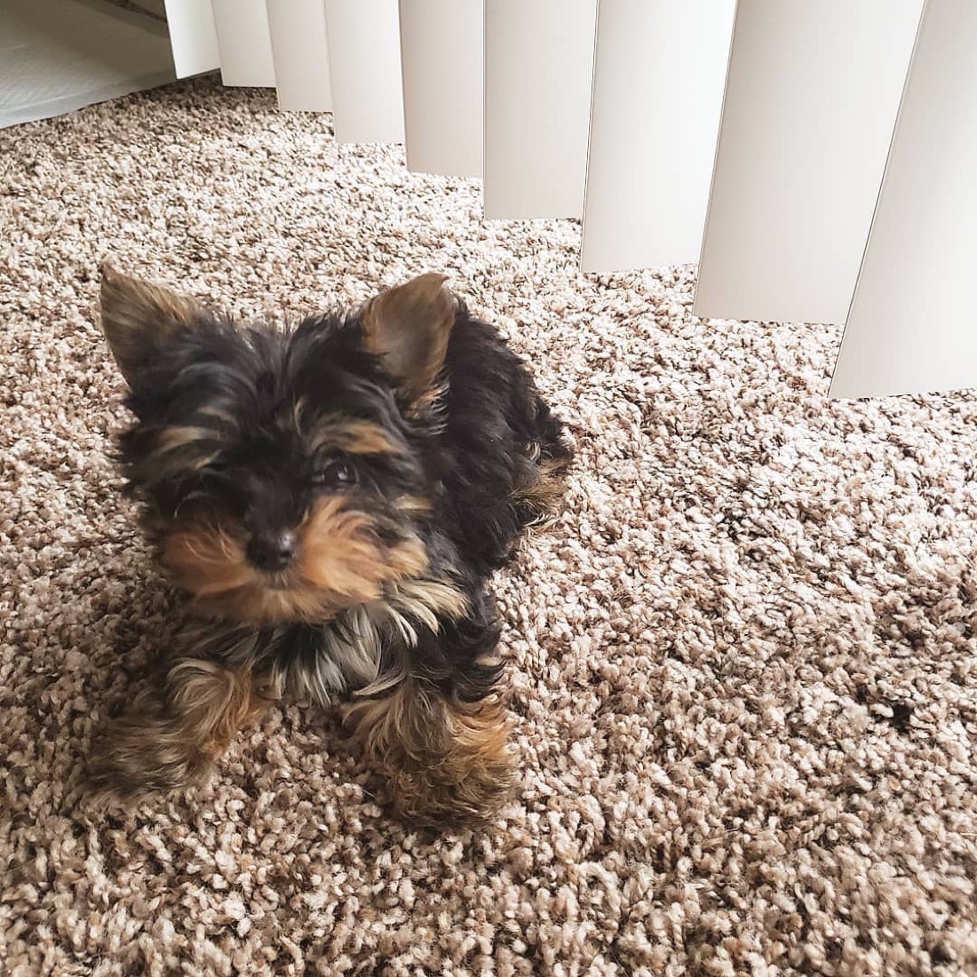Yorkshire Terrier-Welpe Milo