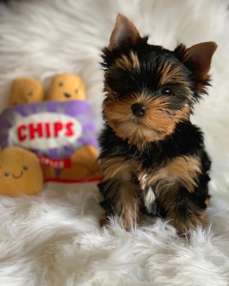 Yorkshire Terrier-Welpe Potto